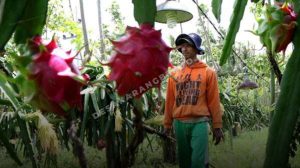 BRI Bina 42.682 Klaster Usaha, Petani Buah Naga Banyuwangi Jadi Contoh Sukses