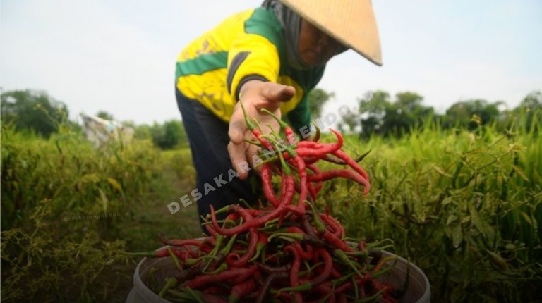 Harga Cabai Rawit Tembus Rp65 Ribu per Kg di Banyuwangi, Panen Justru Anjlok Akibat Cacar Buah
